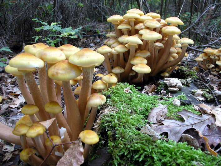 Ancora....Armillaria mellea